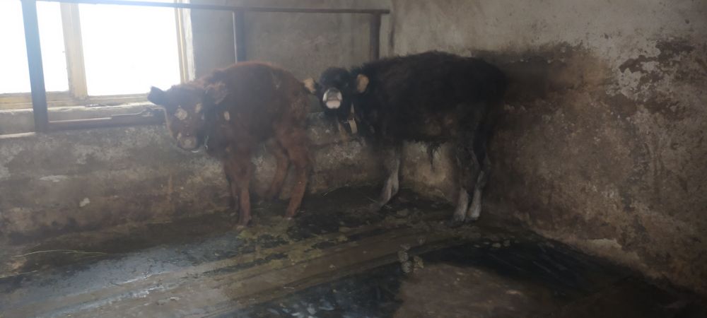 Продам телят бык и телка три четыре месеца