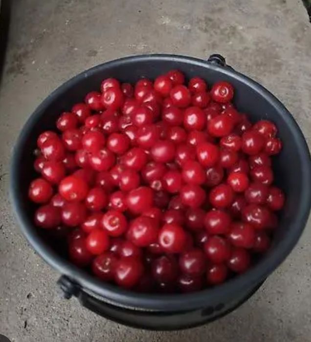 Продаю вишню домашнюю