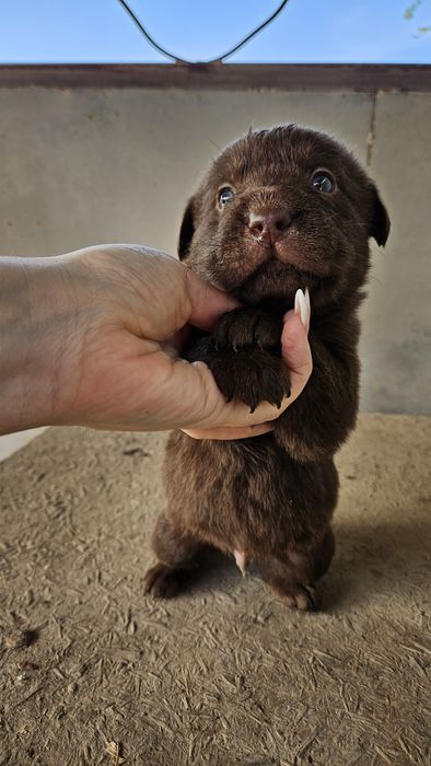 Щенки мать помесь канекорса с лабрадором