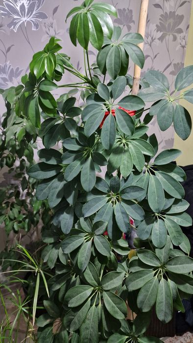 Цветы садовые разные