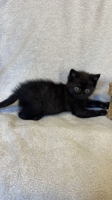 Дарим котенка, кошечка, кот, кошка