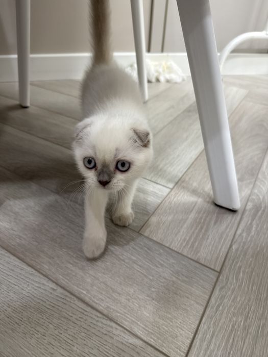 Котенок Шотландская вислоухая девочка.