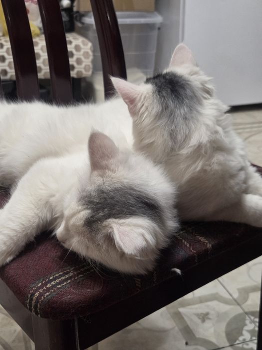 Котята в добрые руки
Красивые,