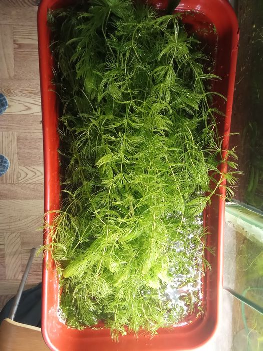 Роголистник аквариум