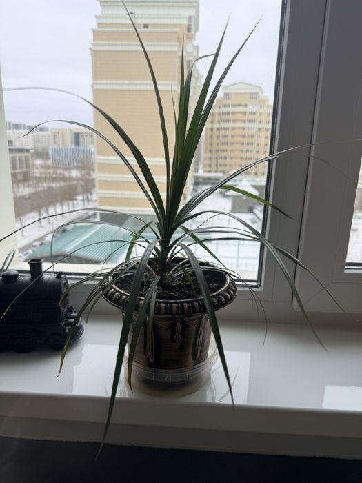 Продам цветок в горшке