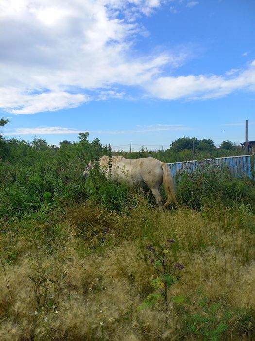 Продам срочно кобылу