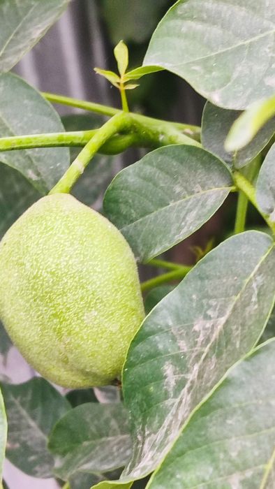 Китайский Орех (Қабығы Жұқа)