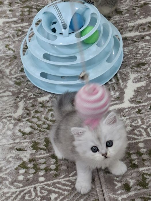 Кошки  шиншила продажа