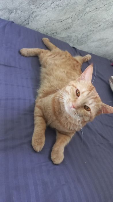 Отдам в хорошие руки кот