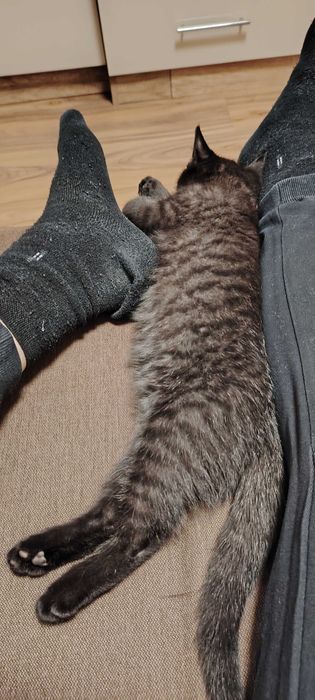 Прекрасно британче-пантера