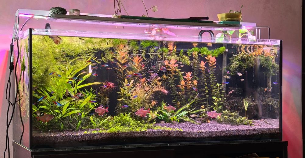 Lampa acvariu custom 60 cm lungime