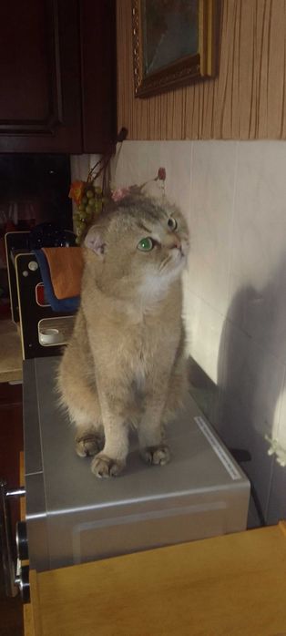 Вязка. Скоттиш фолд. Документы.