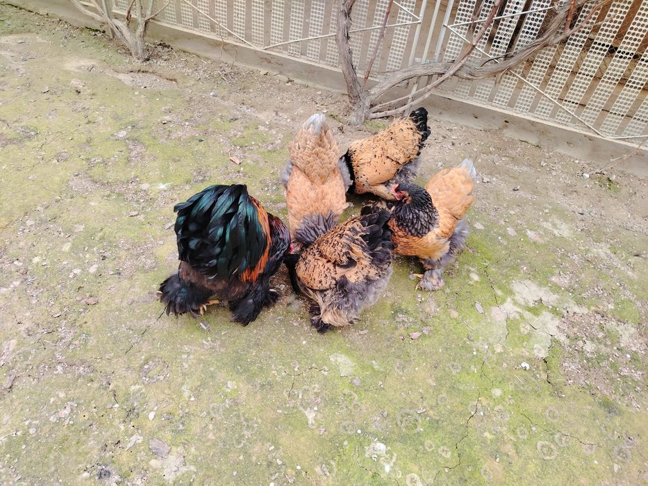 BRAMA Jojalari Sotuvda 2 Oylik