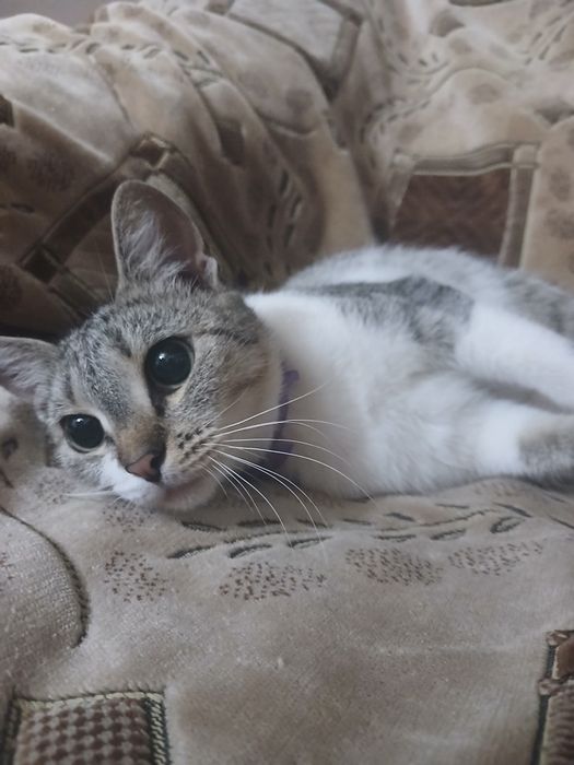 Отдам кошку в добрые руки