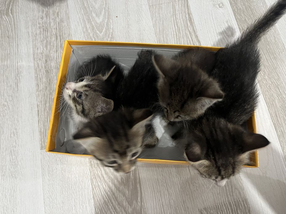 Кошки, котята, кот