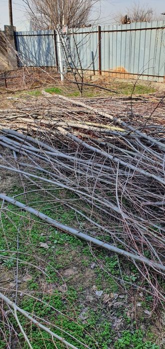 Дрова, Отын, Бесплатно, Тегин