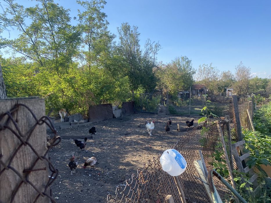 НОВА НАМАЛЕНА ЦЕНА Продавам къща с геран в Пордим