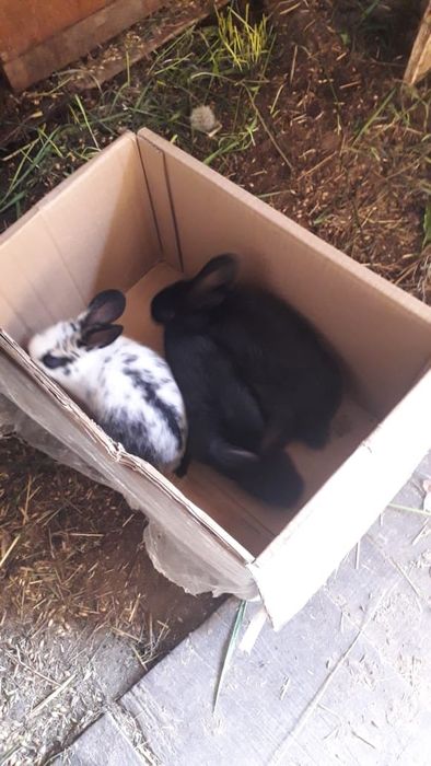 Продам кроликов.