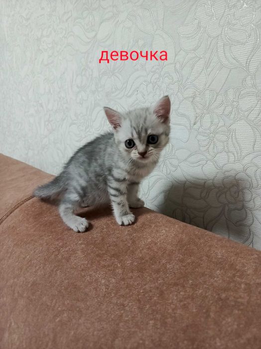 Отдам котят в добрые руки