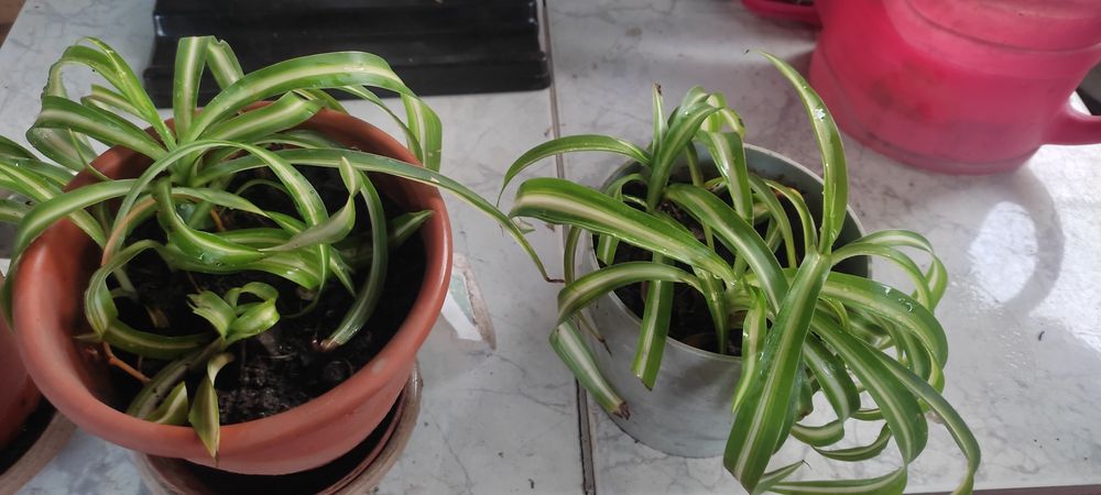 Комнатное растение продам