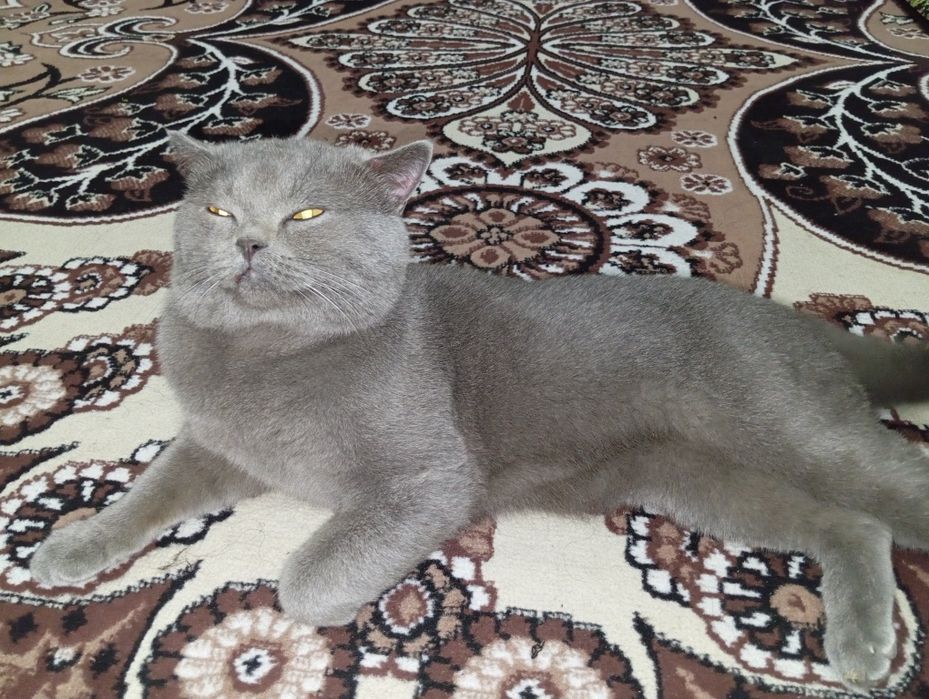 Vyazkaga Britan (toza qon)