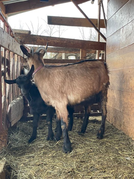 Capra alpină franceza, pereche gaste americane sau doar gansac, cocosi