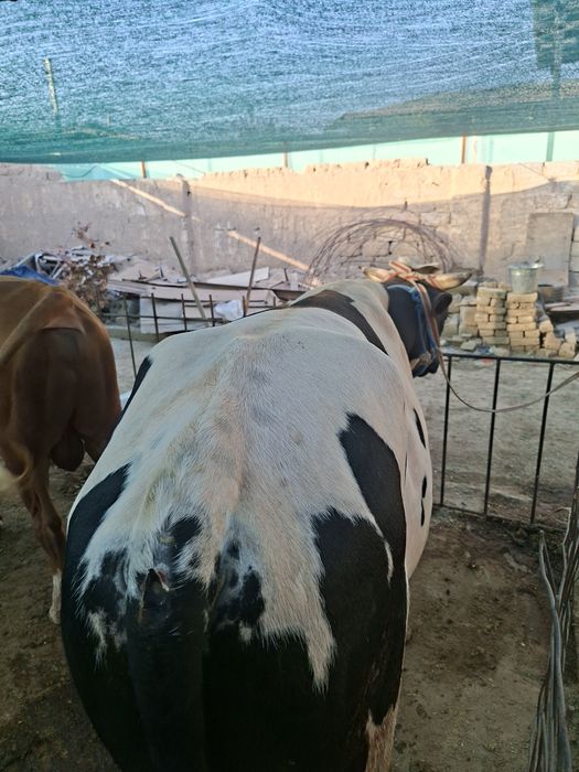 Buqalar sotiladi