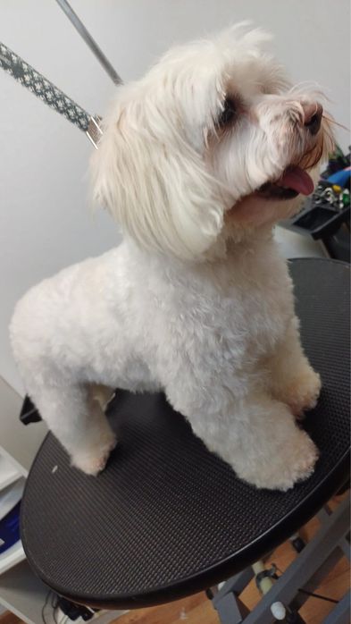 Salon Canin, Glamour Pet Salon