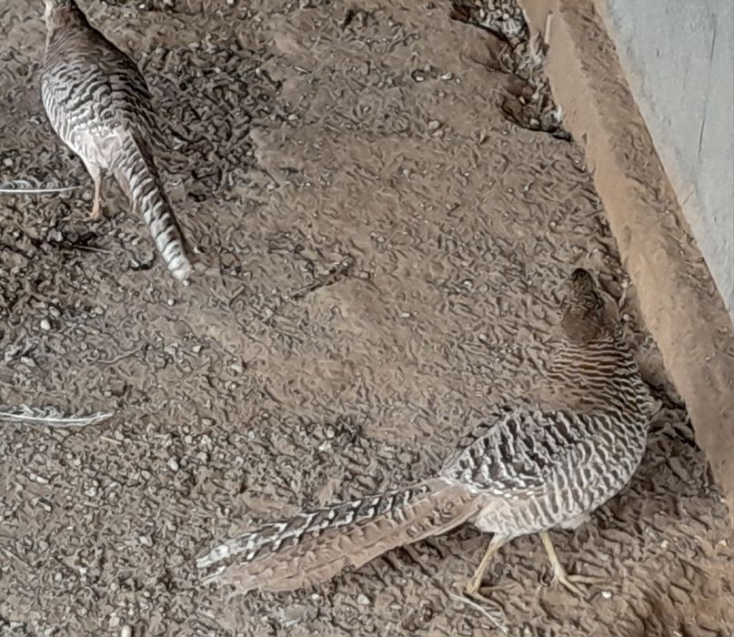 Продам лимонных фазанов парами