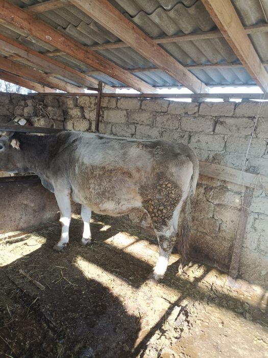 алатау сиыр сатылады