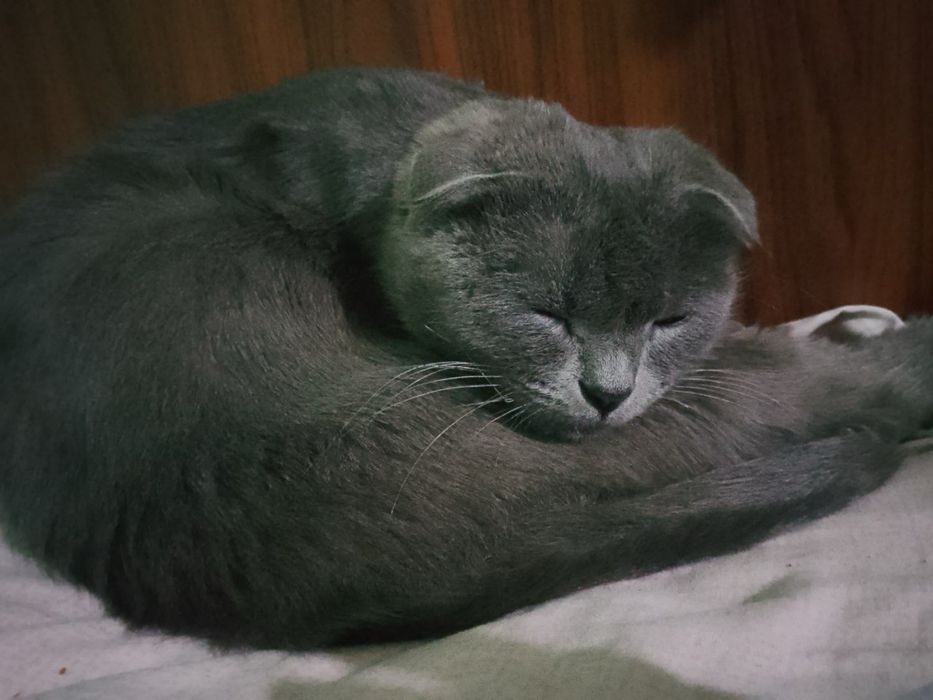 Scottish fold zotli mushuk