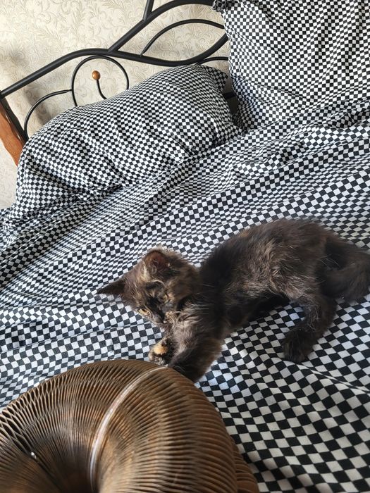 Маленький котёнок