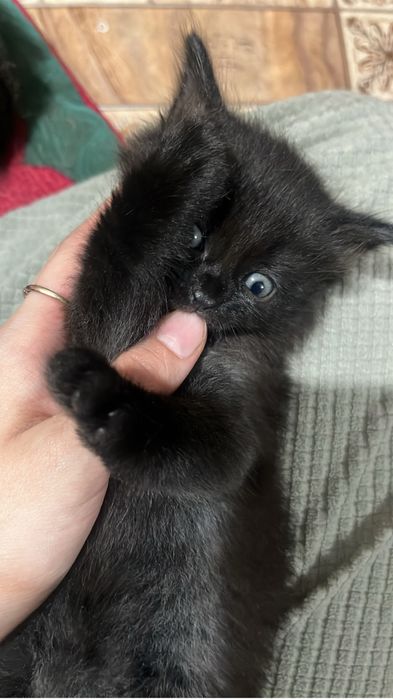 Отдам котенка в добрые руки