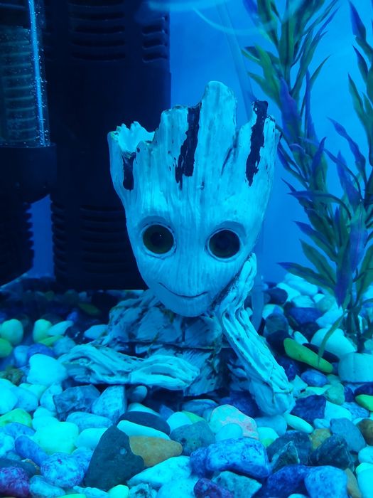 Akvarium ichidagi xamma narsa qoʻshib beriladi baliqlar xam