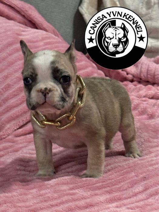 Mascul buldog francez lilac merle