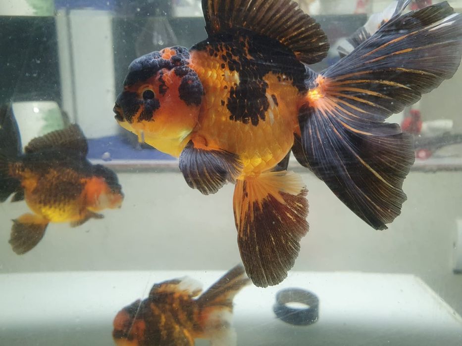 Carasi oranda!!!