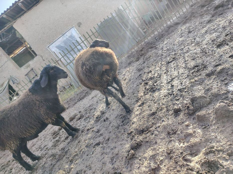 Qo'chqorlar, quchqorlar, qochqorlar sotiladi