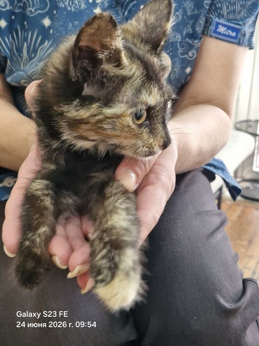 Котёнок, отдам даром