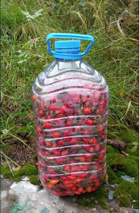 Шиповник шиповник