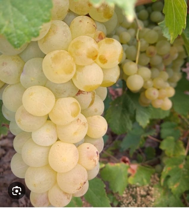 Butasi vita de vie direct pe rod