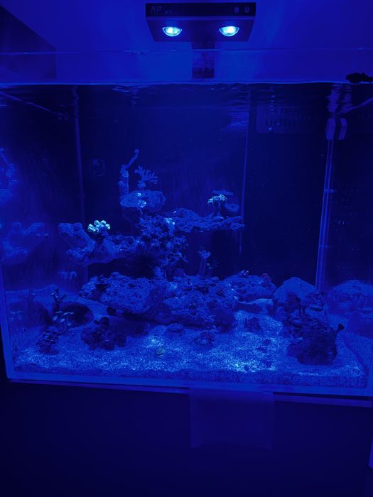 Продам морской аквариум со всем необходимым