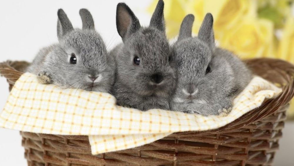 Quyon bolasi 2 oylik