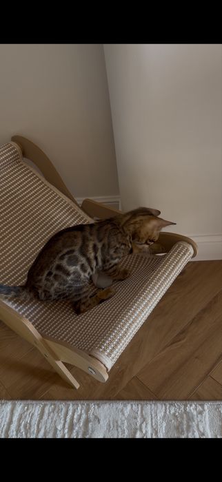 Бенгальская кошка