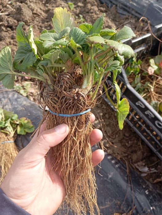 Stoloni capsuni soiul Asia si Clery.  1Ron/buc