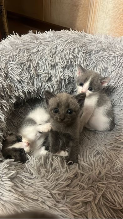 Отдам котят в добрые руки.