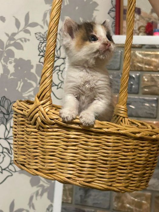 Отдам котят в добрые руки