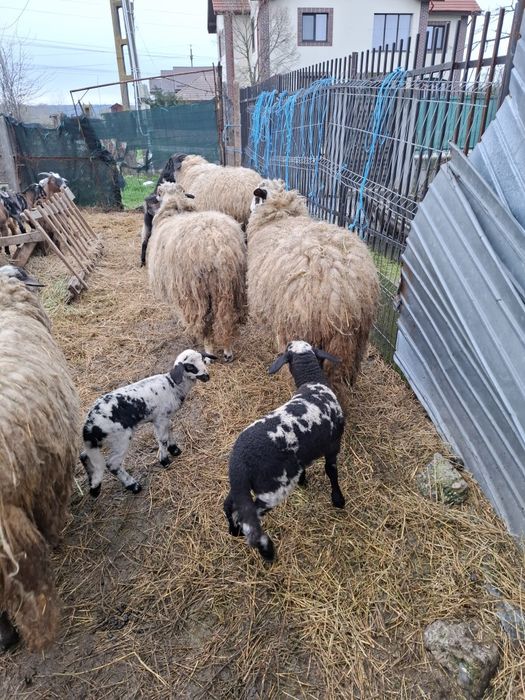 3 Oi cu miei  + Berbec - de vanzare