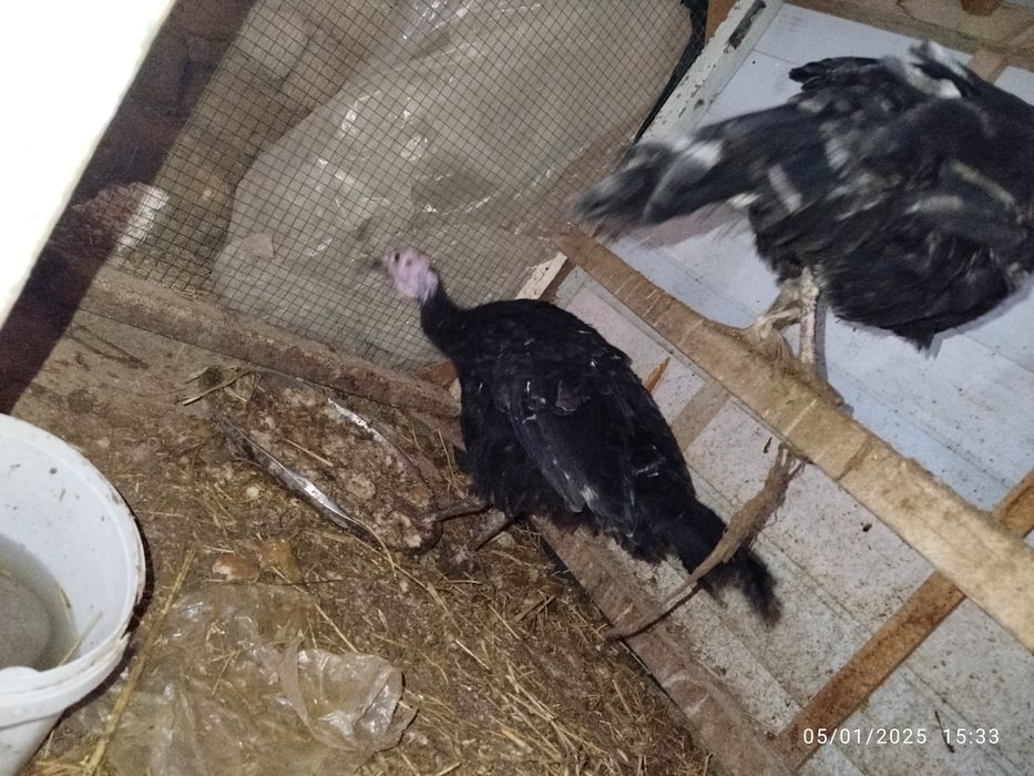 Kurkalar sotiladi 300 ming dan