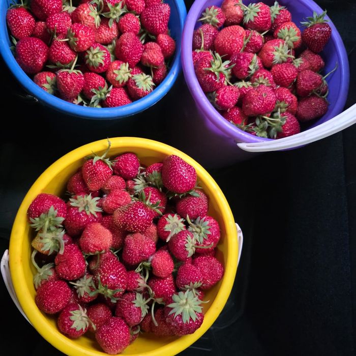 Продам дачную клубнику