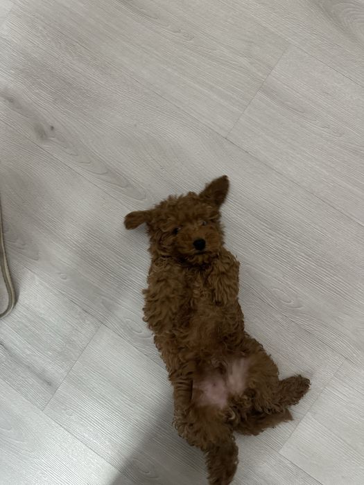 Мини пудел на 4 месеца